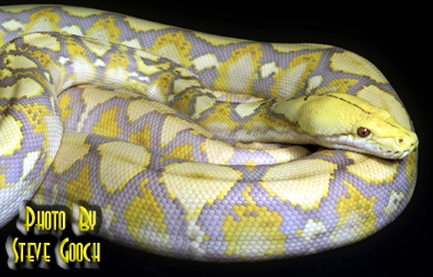 Lavender  Albino Retic