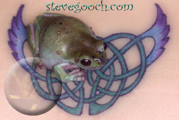tree frog