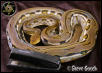 Striped Retic