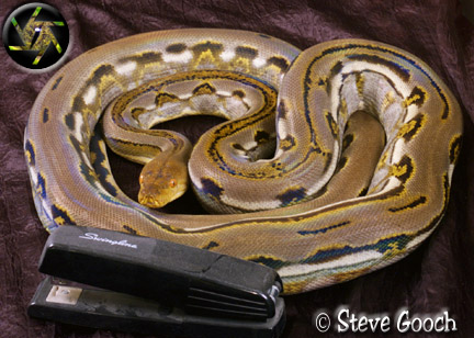 Striped Retic