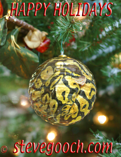 Xmas Ball