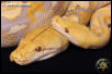 Normal & Dwarf Albino Retics