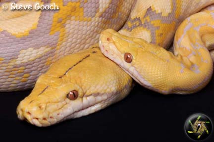 Normal & Dwarf Albino Retics