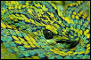 March's palm-pitviper (Bothriechis marchii), southeast Guatemala.