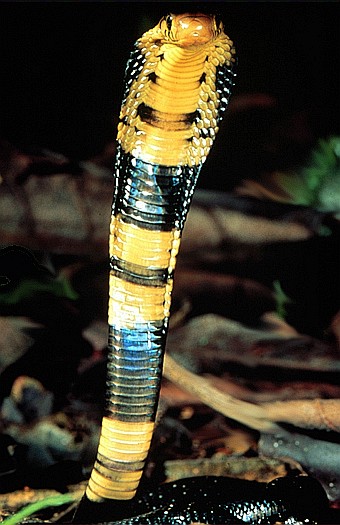Forest cobra (Naja melanoleuca), Kakamega Forest, Kenya.