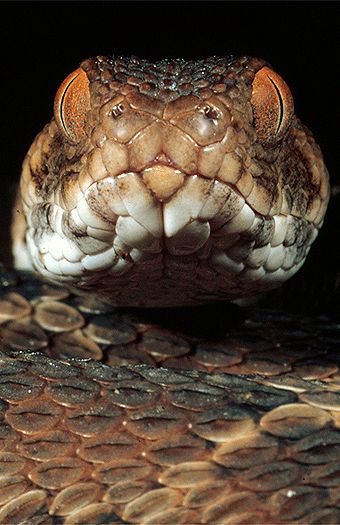 Northeast African carpet viper (Echis pyramidum), northern Kenya.