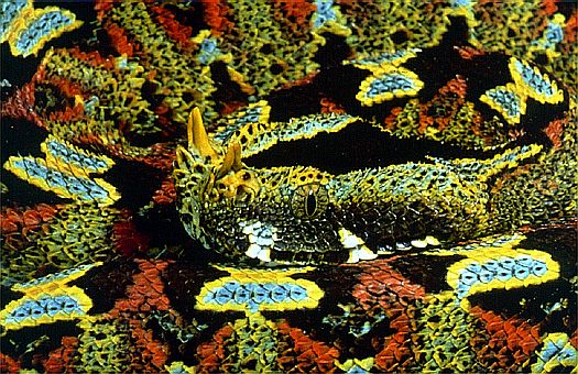 Rhinoceros viper (Bitis nasicornis), Uganda-Zaire border.