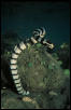Yellow-lipped sea krait (Laticauda colubrina), southwest Palawan, Philippin