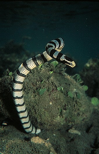 Yellow-lipped sea krait (Laticauda colubrina), southwest Palawan, Philippin