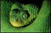 Western bush viper (Atheris chloroechis), West Africa.