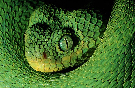 Western bush viper (Atheris chloroechis), West Africa.