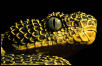 Mount Kenya bush viper (Atheris desaixi), Kenya.