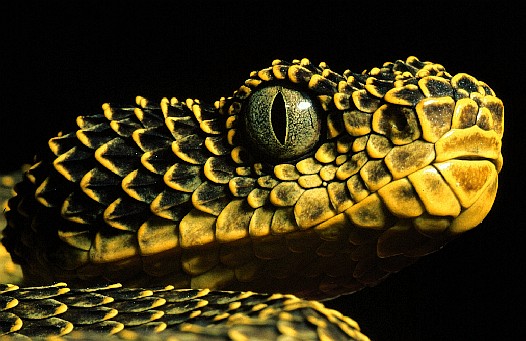 Mount Kenya bush viper (Atheris desaixi), Kenya.