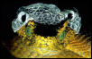 Usambara eyelash viper (Atheris ceratophorus), sheds its skin off. Eastern