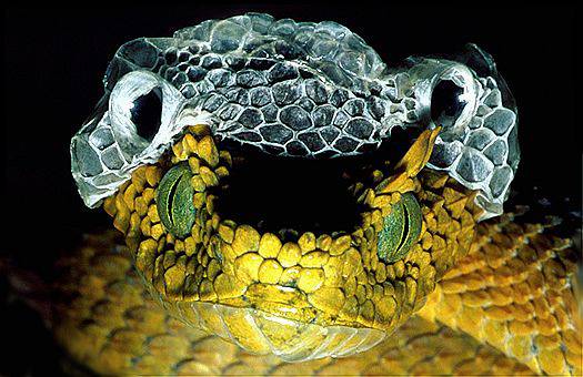 Usambara eyelash viper (Atheris ceratophorus), sheds its skin off. Eastern