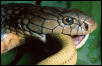 King cobra (Ophiophagus hannah) feeding in north Vietnam.