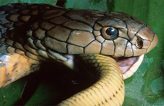 King cobra (Ophiophagus hannah) feeding in north Vietnam.