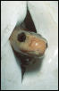 Taipan (Oxyuranus scutellatus), hatching. Queensland, Australia.