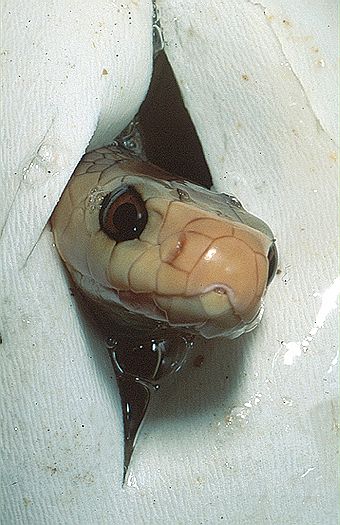 Taipan (Oxyuranus scutellatus), hatching. Queensland, Australia.
