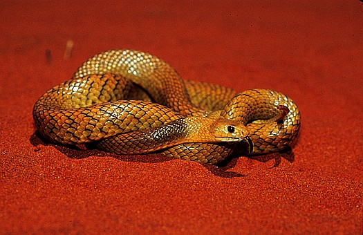 Gwardar (Pseudonaja nuchalis), Gibson desert, Australia.