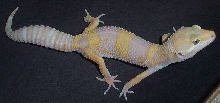 tangerine albino 1