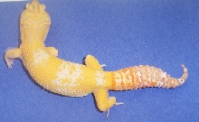 albino2