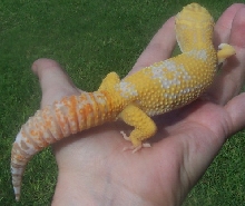 albino