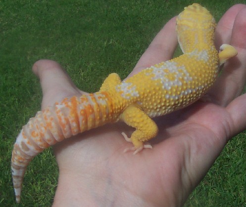 albino