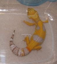 albino hatchling far
