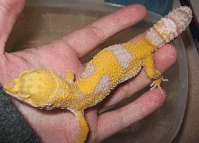 albino hatchling close
