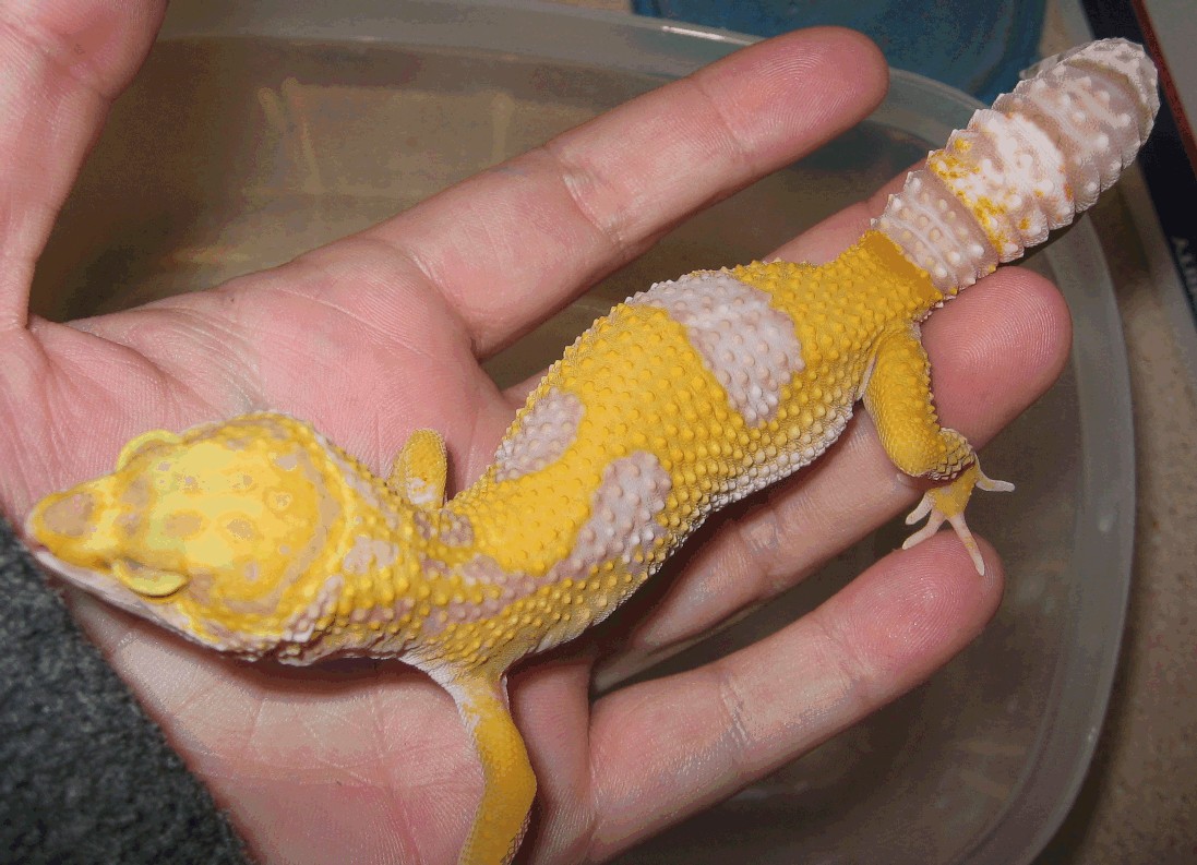 albino hatchling close