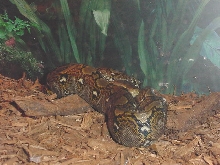 Layla(reticulated python)