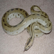 Lexi(female green burmese python)