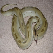 Alex(male green burmese python)