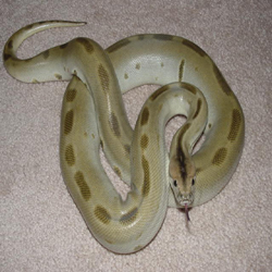 Alex(male green burmese python)
