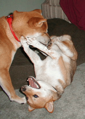 playing