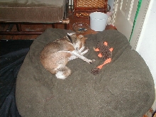 Avari sleeps!