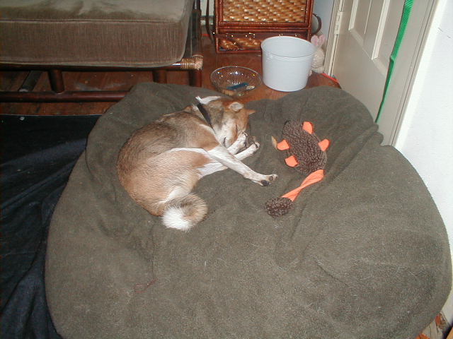 Avari sleeps!