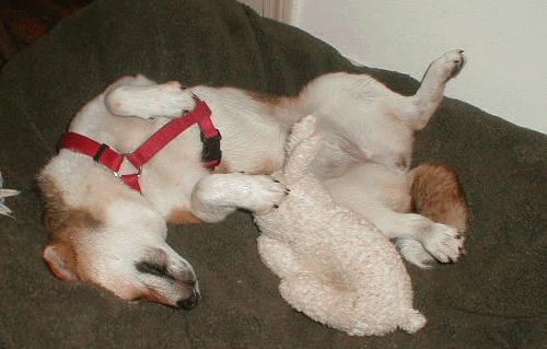 I love to have my belly rubbed while I eat my bed