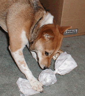 Eating her ball