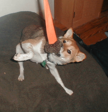 Crazy shibas