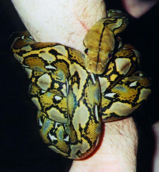 Sukiman