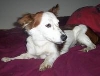Moxie profile