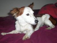 Moxie profile
