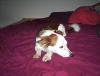 Moxie resting