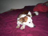 Moxie resting