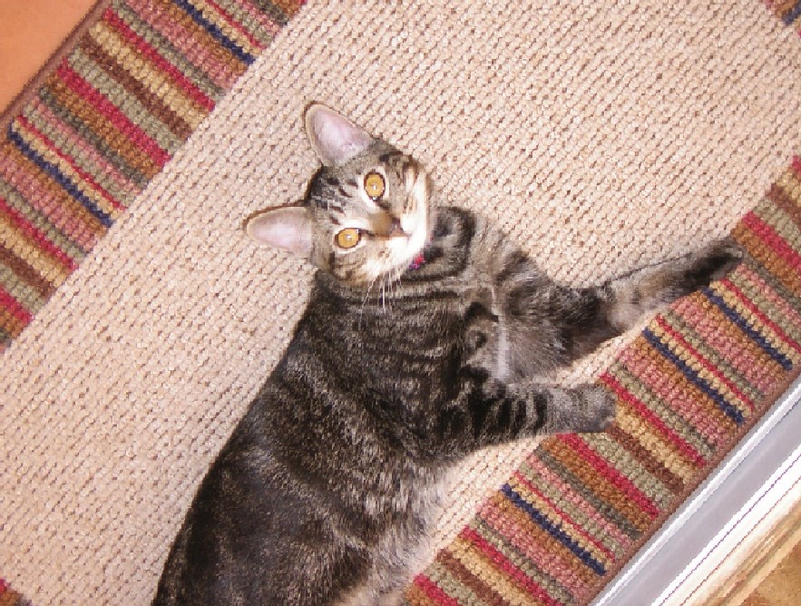 Ziggy Lookin' Up