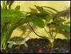 Pseudemys scripta elegans