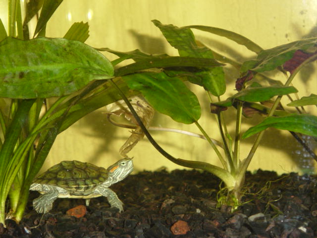Pseudemys scripta elegans
