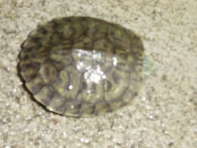 tortuga de 4 meses